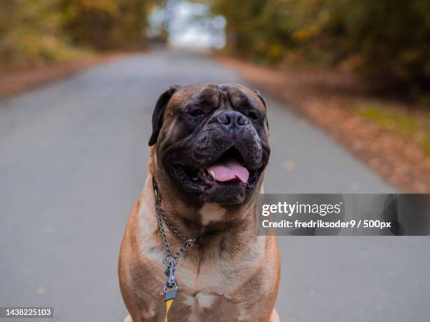 close-up of mastiff on road - boerboel stock-fotos und bilder