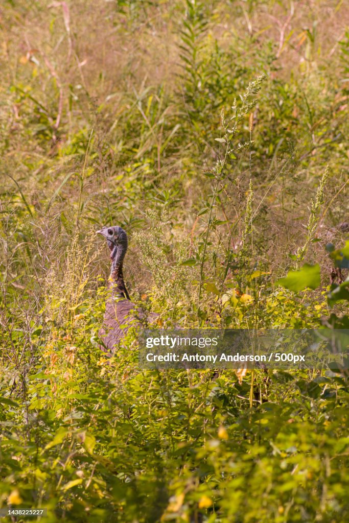 A heron,Pikes Peak State Park,United States,USA