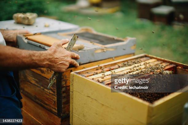 apicoltore che tiene la cera d'api nella cornice di legno - apicoltura foto e immagini stock