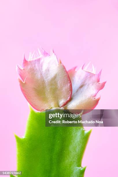 cactus flower - green spiky plant stock pictures, royalty-free photos & images