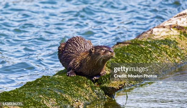 otter looking - lincoln city oregon stock pictures, royalty-free photos & images