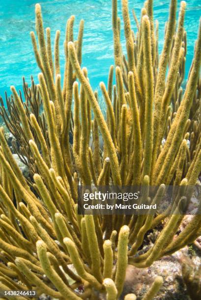 beautiful coral in the waters off grand cayman, cayman islands - grand cayman islands foto e immagini stock