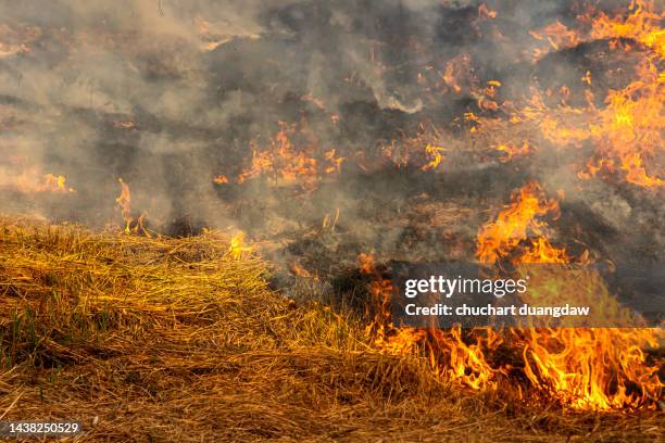 global warming from the sun and burning, heatwave hot sun, climate change - slash and burn stockfoto's en -beelden