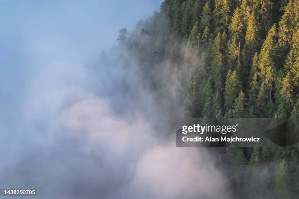 fog and forests olympic mountains - bosque primario fotografías e imágenes de stock