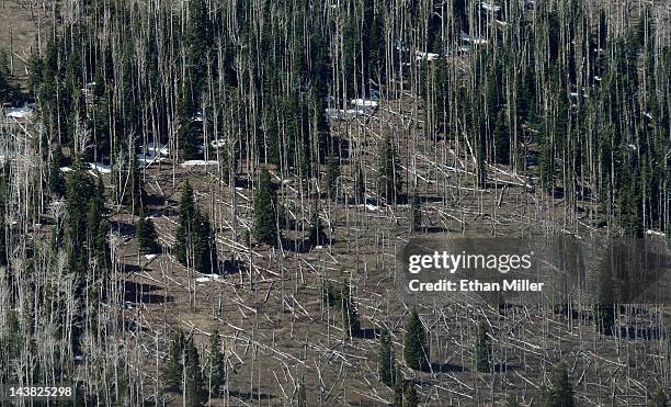An aerial view shows pine trees killed by bark beetles near Strawberry Valley May 2, 2012 near Bryce Canyon National Park in Kane County, Utah. The...