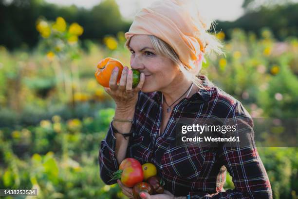 mature gardener smelling fresh vegetables at field on sunny day - bell pepper field stock pictures, royalty-free photos & images