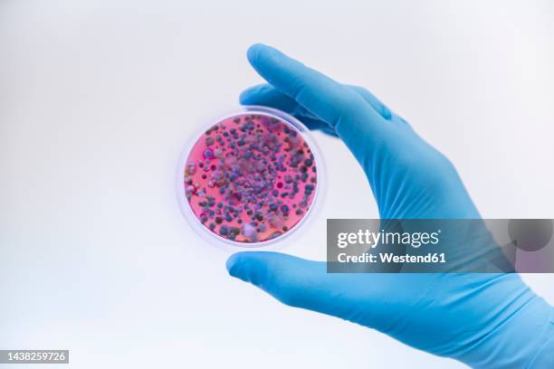 scientist wearing protective glove holding fungal cultures in petri dish - microorganismo fotografías e imágenes de stock