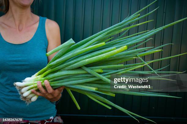 midsection of woman holding freshly harvested spring onions (allium fistulosum) - ciboule photos et images de collection