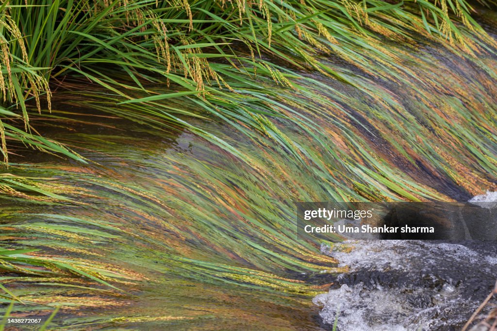 Destroyed Rice Flood Water Destroyed Rice Fields High-Res Stock Photo - Getty Images