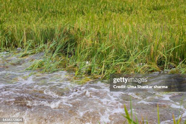 Destroyed Rice Harvest Losses Photos and Premium High Res Pictures - Getty Images