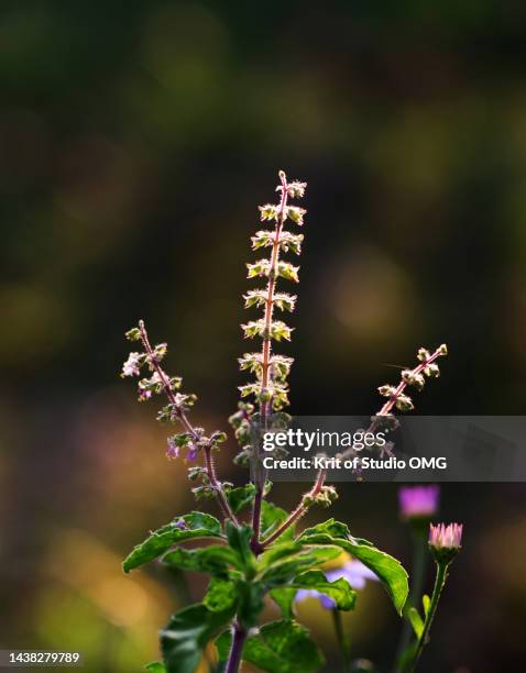 Basily 1,739 Holy Basil Plant Stock Photos, High-Res Pictures, and Images ...