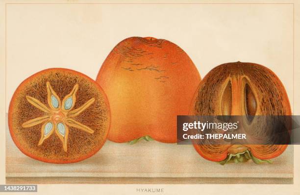 ilustrações, clipart, desenhos animados e ícones de frutas - hyakume/persimmon lithograph 1889 - caqui fruta tropical