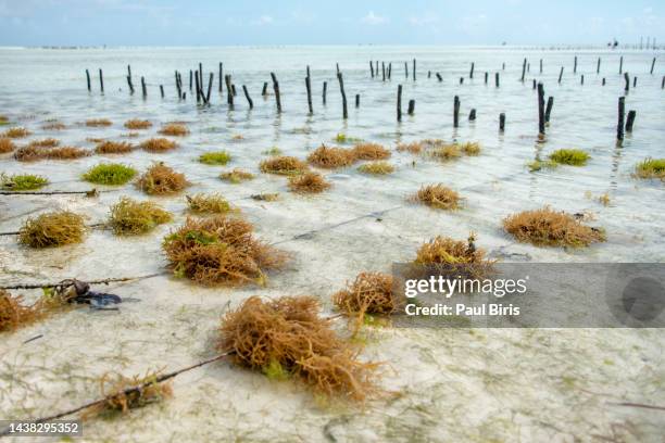 rows of seaweed on a seaweed farm in kitesurfing lagoon near paje village, zanzibar island, tanzania. - meeresalge stock-fotos und bilder