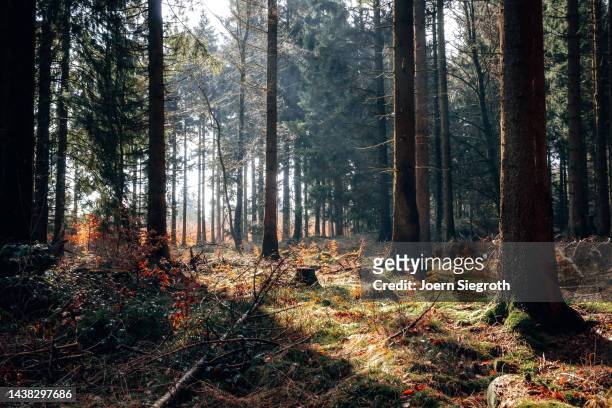 autumn forest - landscaping nature stock pictures, royalty-free photos & images
