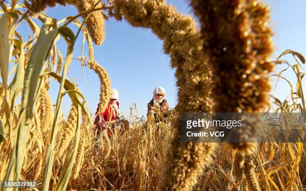 Farmers harvest millet crop in a field on November 1, 2022 in Zhangye, Gansu Province of China.