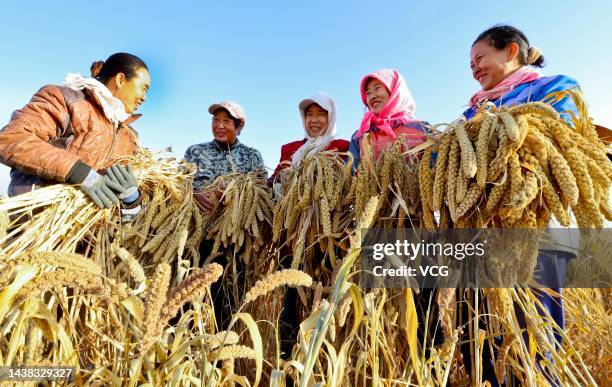 Farmers harvest millet crop in a field on November 1, 2022 in Zhangye, Gansu Province of China.