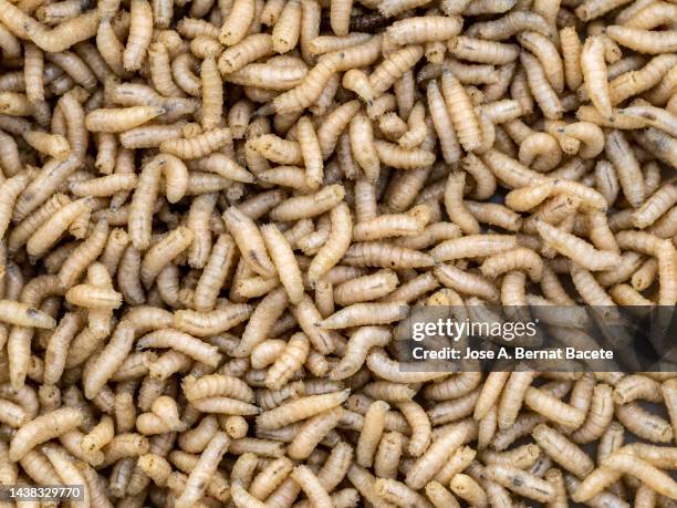 fly larva worm, called asticot and used as fishing bait. - maggot stock pictures, royalty-free photos & images