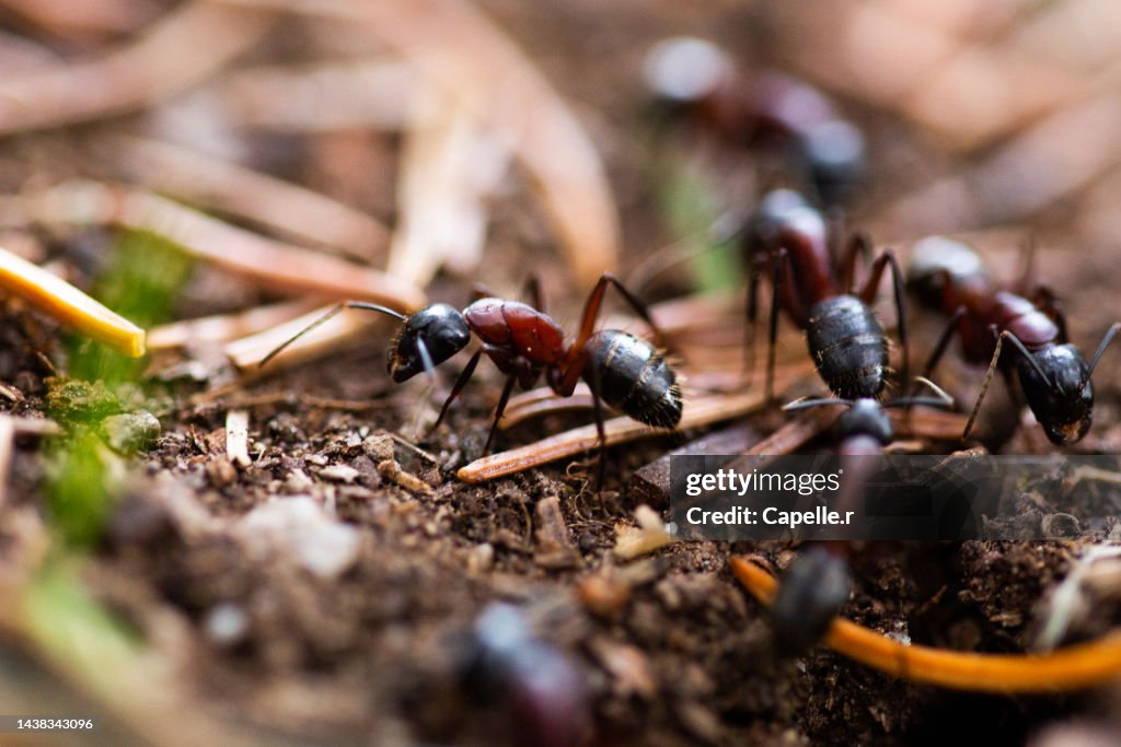 Fourmi Insecte Insecte Fourmi Rousse Des Bois High-Res Stock Photo - Getty Images