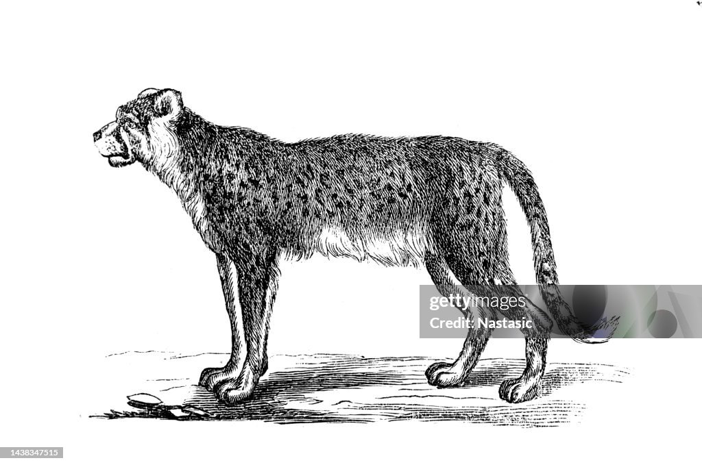 Cheetah (Acinonyx jubatus)