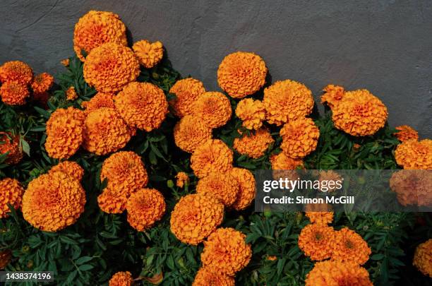 marigolds (cempasúchil) in bloom against a gray stucco wall for día de los muertos (day of the dead) - allerheiligen stock-fotos und bilder