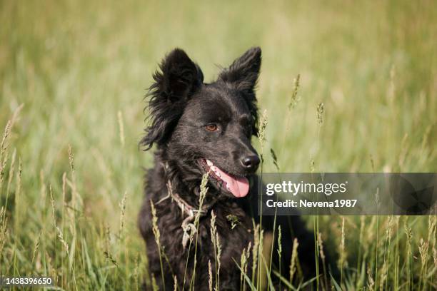 dog portrait outdoors - puli stockfoto's en -beelden