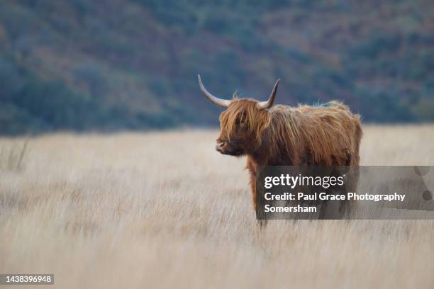 close up of highland cattle - highland cattle stock pictures, royalty-free photos & images