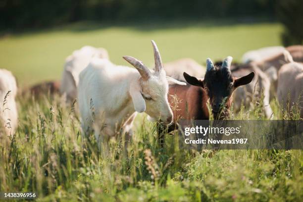 group of goats on grassy landscape - goat stock pictures, royalty-free photos & images