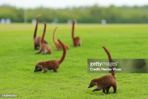 Coatimundi scurrie across the course prior to the World Wide Technology Championship at Mayakoba at El Camaleon at Mayakoba on November 02, 2022 in...