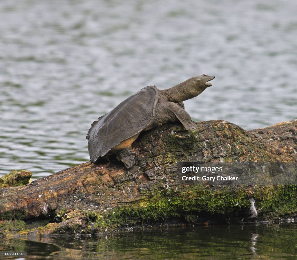 Chinese Softshell Turtle Pelodiscus Sinensis High Res Stock Photo chinese-softshell-turtle-pelodiscus-sinensis-high-res-stock-photo