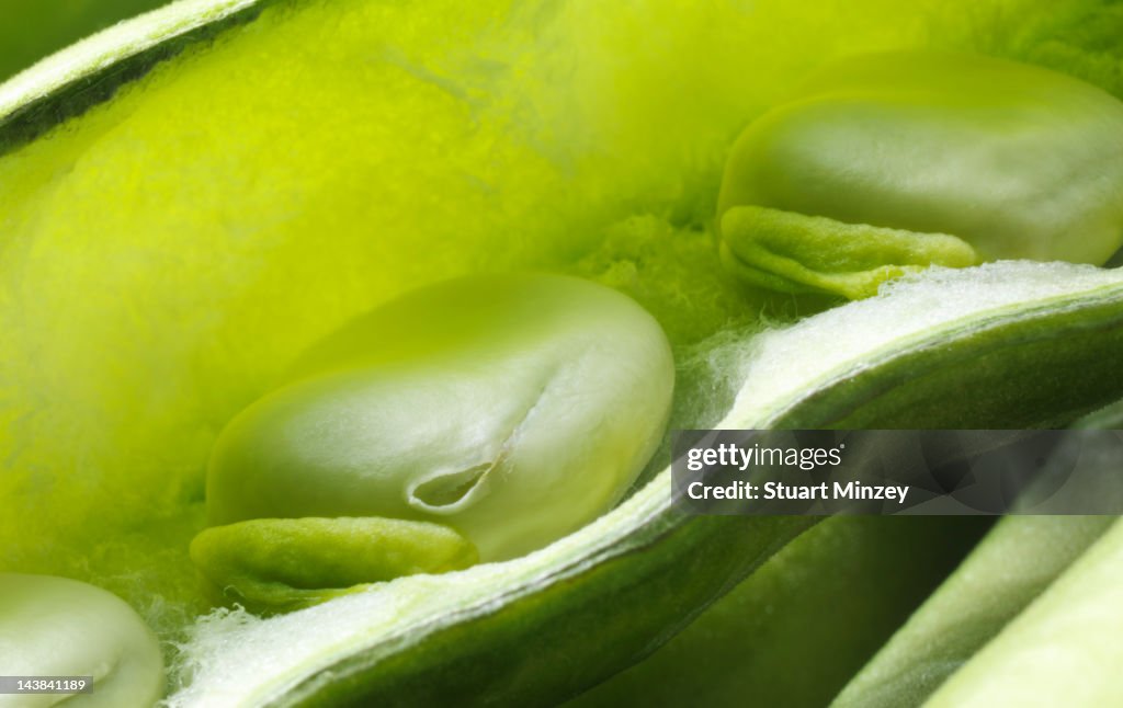 Broad beans in a pod