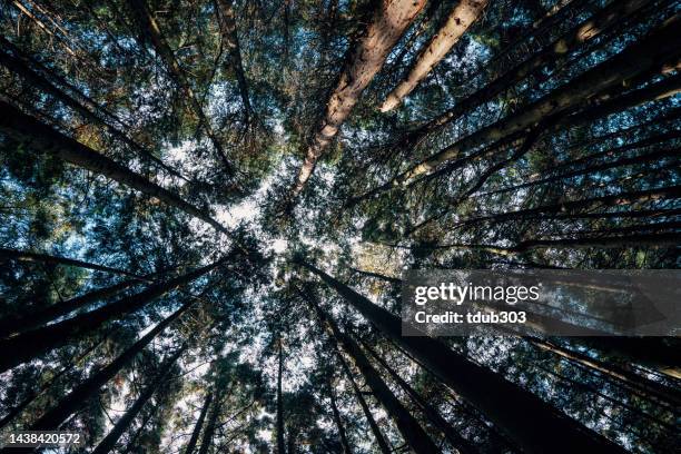 looking up view in a young replanted forest - forestry stock pictures, royalty-free photos & images