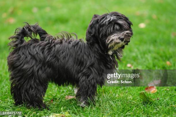 a black bichon havanaise puppies which is out on a lawn in daylight - havaneser stock-fotos und bilder