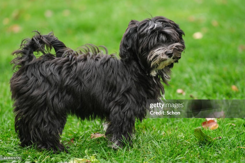 A black Bichon havanaise puppies which is out on a lawn in daylight