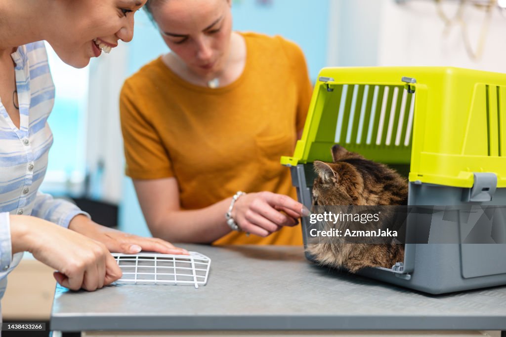 Junge kaukasische Frau streichelt die Nase einer Katze in einem Käfig