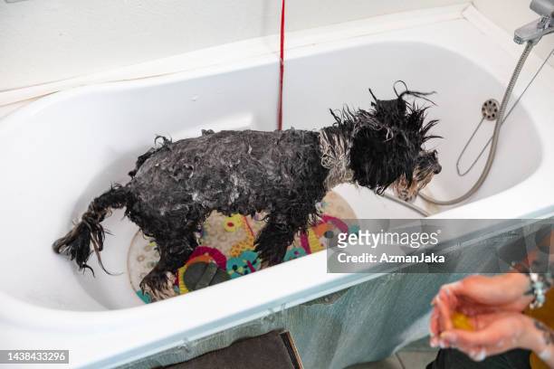 45 Messy Hair Dog Photos and Premium High Res Pictures - Getty Images
