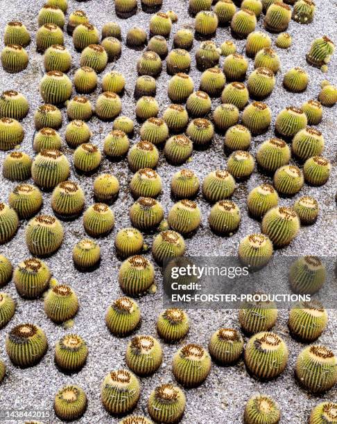 golden barrel cactus - echinocactus grusonii - grusonii stock pictures, royalty-free photos & images