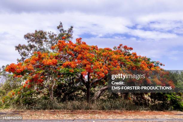 flamboyant tree  - flame tree at hawaii - delonix regia stock pictures, royalty-free photos & images