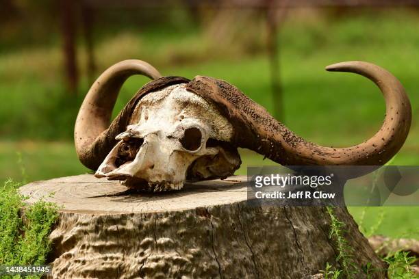 wild african cape buffalo skull sitting on a tree trunk stump - ox oxen - fotografias e filmes do acervo