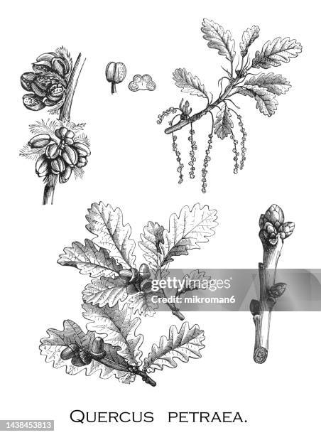 old engraved illustration of oak tree, the sessile oak, cornish oak, irish oak or durmast oak (quercus petraea) - cork tree stock-fotos und bilder