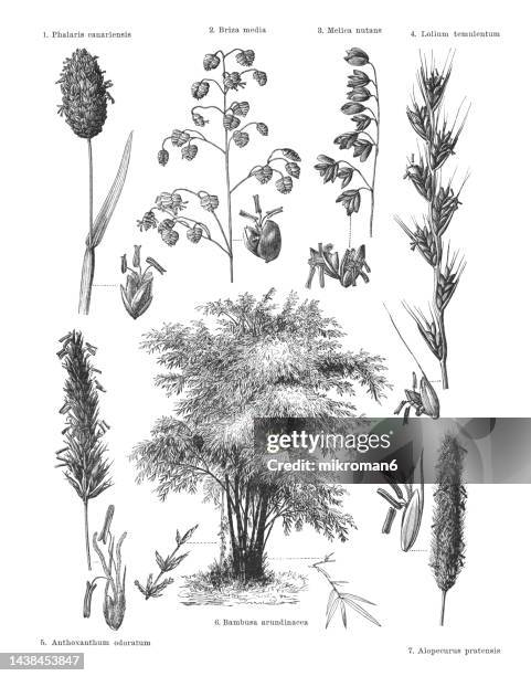 old engraved illustration of botany, grasses - wildflower drawing stock pictures, royalty-free photos & images