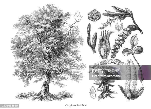 old engraved illustration of european or common hornbeam (carpinus betulus) - hornbeam stockfoto's en -beelden