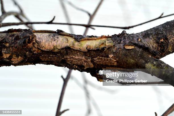 spotted lantern fly eggs on tree - spotted lanternflies stock pictures, royalty-free photos & images