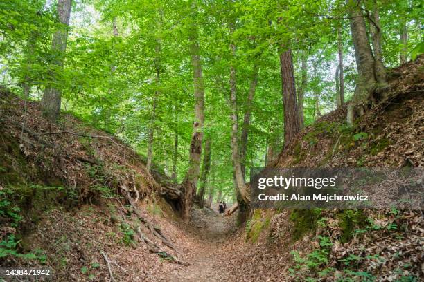 sunken trace, natchez trace - natchez trace parkway stock pictures, royalty-free photos & images