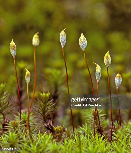 moss spore production--sporophytes with spore capsules, hairy-cap moss (polytrichum) - prothallium stock pictures, royalty-free photos & images