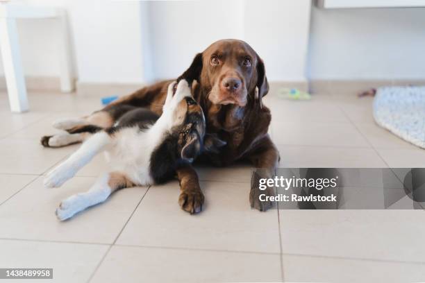 border collie puppy playing with a labrador retriever at home. - two animals stock pictures, royalty-free photos & images