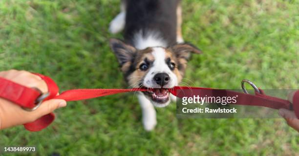 border collie puppy playing in the grass and chewing on a red rope - canine stock pictures, royalty-free photos & images