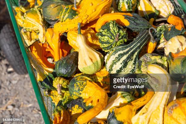 top down shot of gourds in a push wagon - kalebasse stock-fotos und bilder