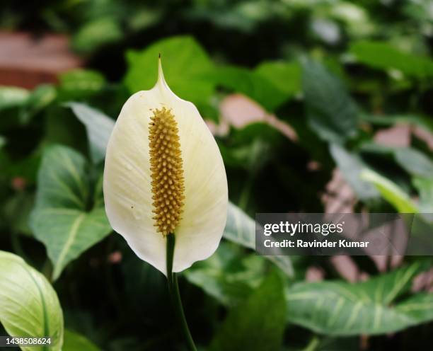 extreme close up of beautiful peace lily white flower. spathyphyllum walliisii. araceae family. - spathiphyllum stock pictures, royalty-free photos & images