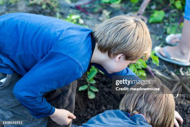 young boy and girl dig with their hands in a vegetable garden - side view vegetable garden stock pictures, royalty-free photos & images