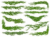 Isolated ivy lianas, nature dividers or corners
